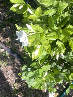 Arabian Jasmine 