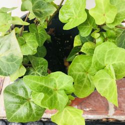 English Ivy Plant