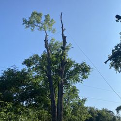 GOOD PRICE ON 🌳🌳Removal 