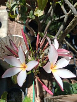 Plumerias plant.