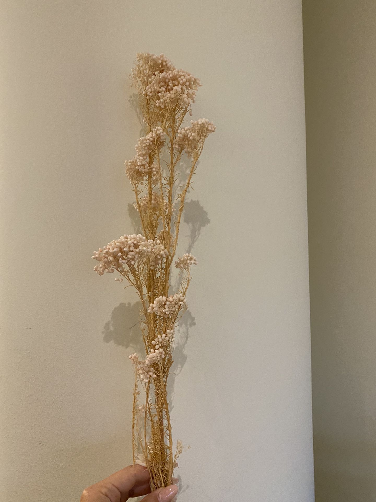 Dried Florals
