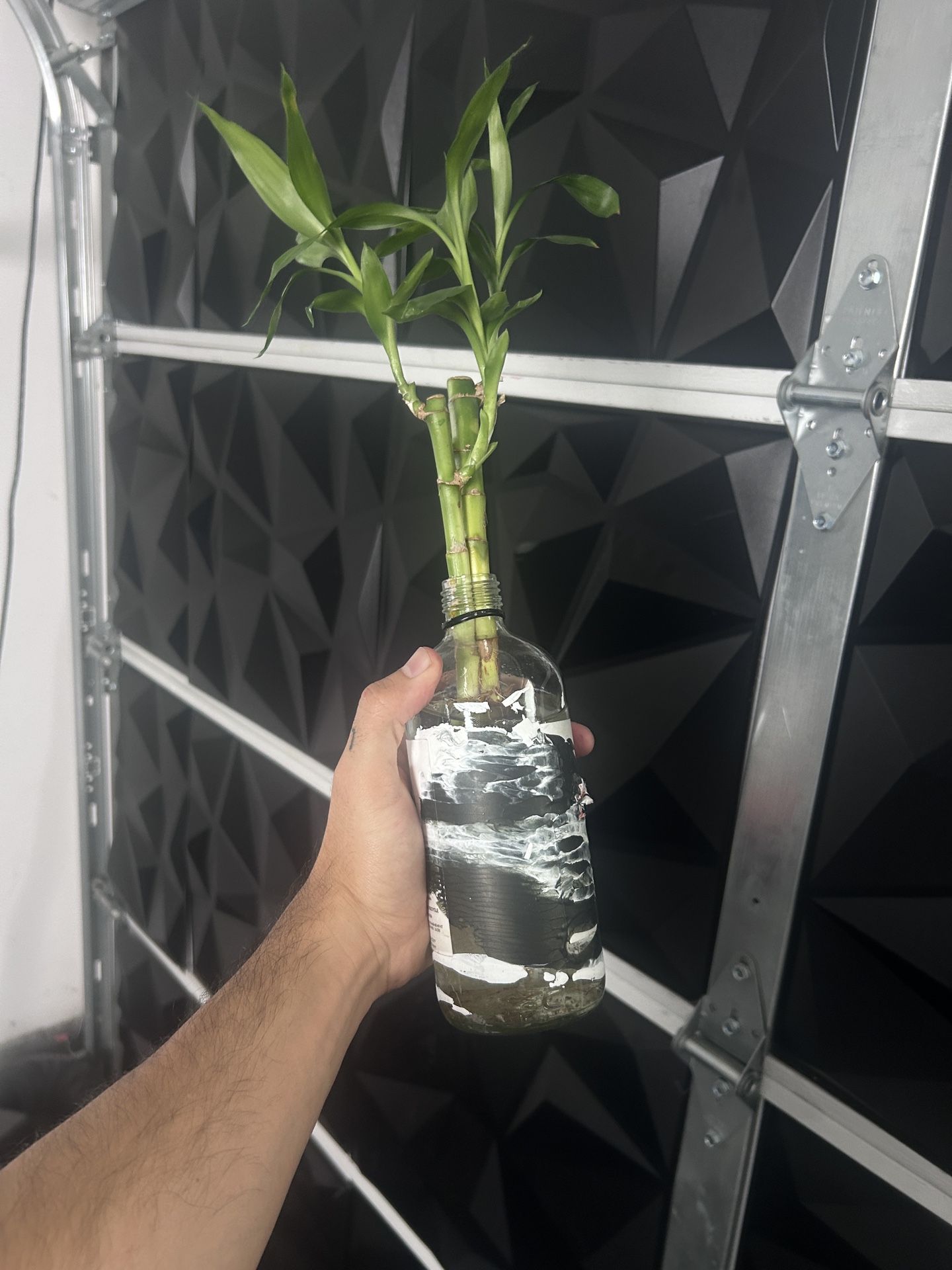 Bamboo Plant