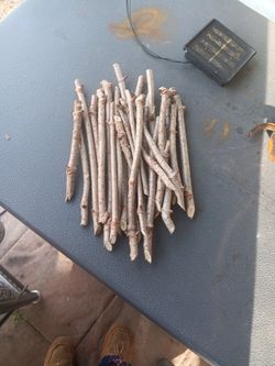 Marge Elderberry Cuttings