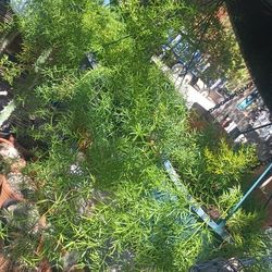 Asparagus Fern Plants.