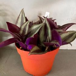 Tradescantia Zebrina Plant in 4” Nursery Pot