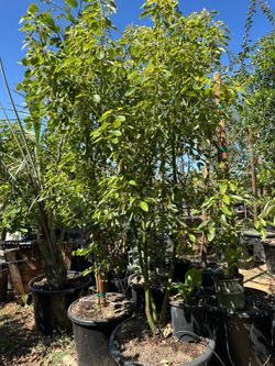 Camphor tree ,  multi trunk  25gal
