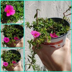Purslane Succulents 🌹.  Full Sun 