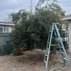 Pomegranates For Sale! 1$ Each