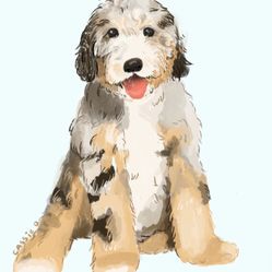 Bernedoodle 