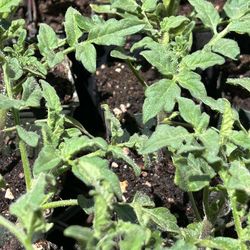 Tomato seedlings