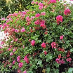 Plants trade(exchange) for Some Of These Full Plants