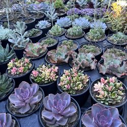 Succulents And Cacti 