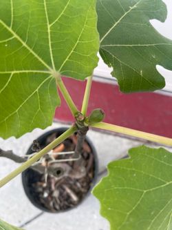 Fig fruit tree plant