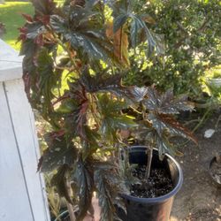 Pink 💗Angel wings begonia 