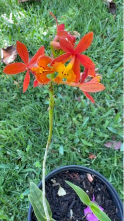 Ground Orchids