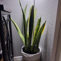 Tall Snake Plant (Sansevieria) – Healthy & Low Maintenance
