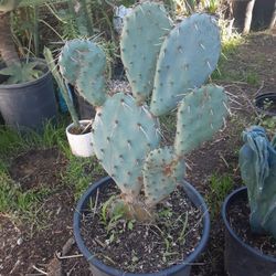 Beavertail Cactus Plant