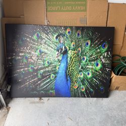 Peacock photo