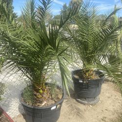 Palm Trees 