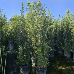 huge Podocarpus  over 7 to 8+ feet tall Instant  Privacy Hedge For Fence 