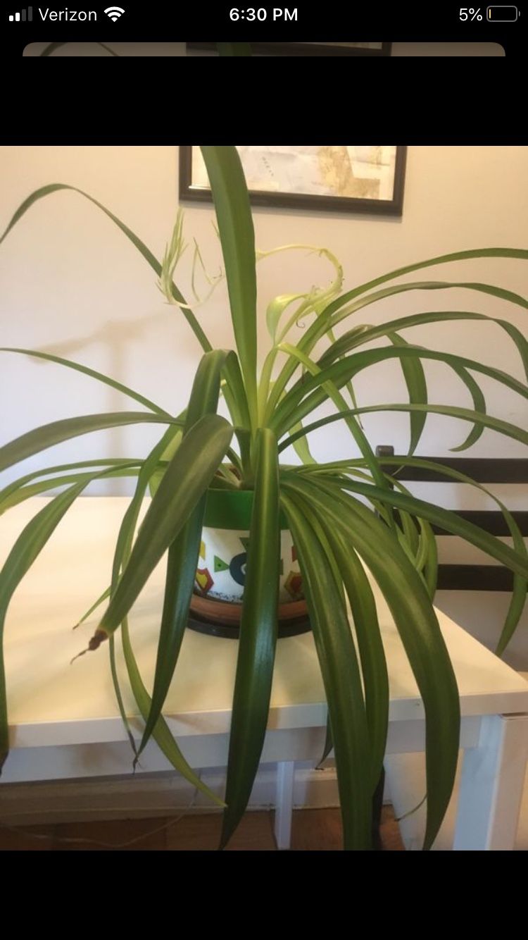 Hawaiian spider plant (house plant)