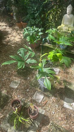 Philodendron Florida Ghost
