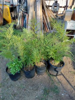 Big node bamboo starts $5/ea