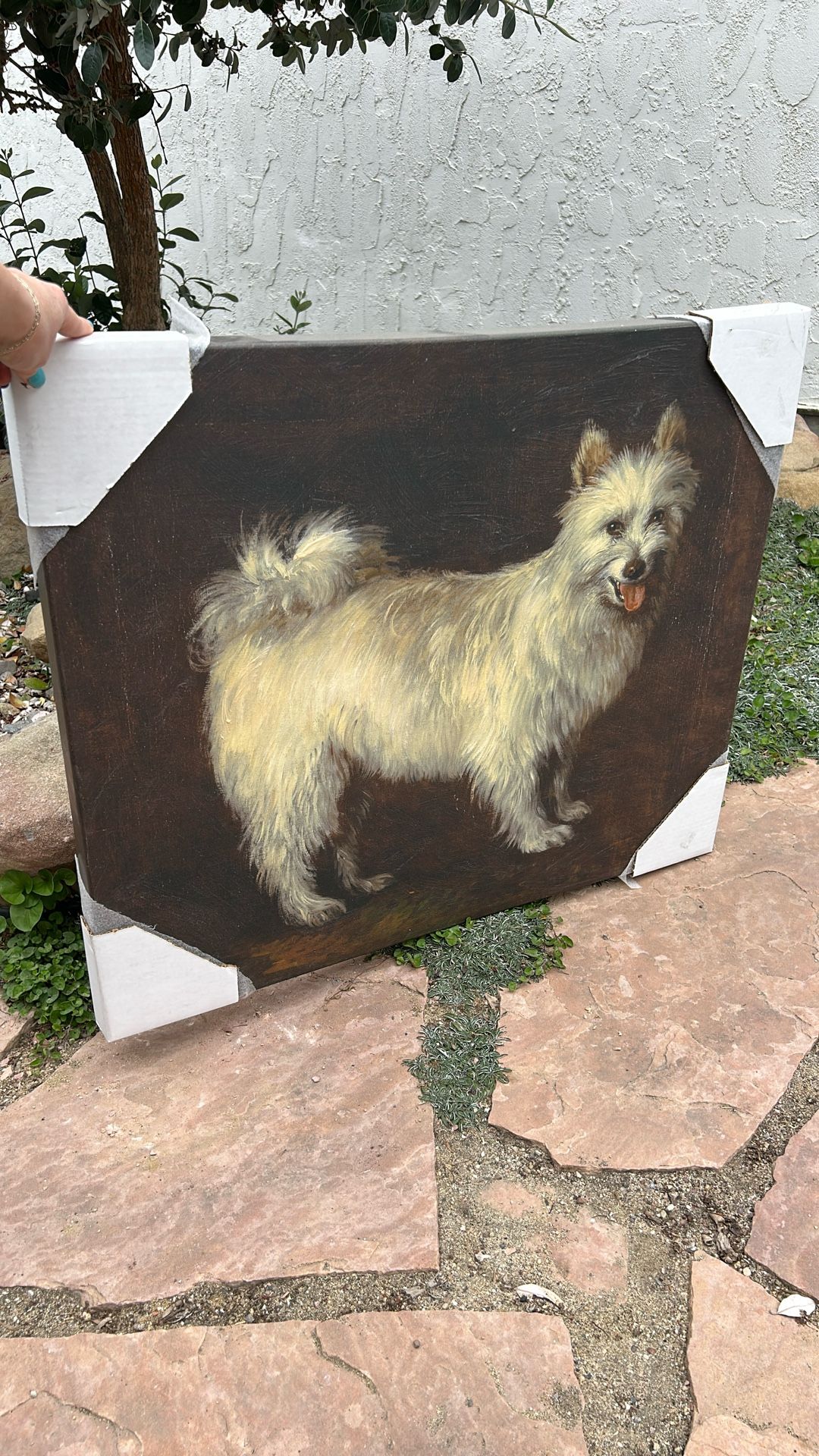 Dog Picture