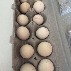 Silkie Fertile Hatching Eggs 