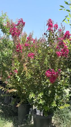Crape Myrtle trees pinks and red , purple
