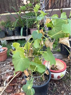 Chayote o güisquil