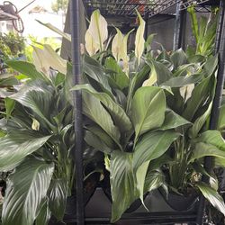 Peace Lily In 6” Pot. SPECIAL PRICE 🤩