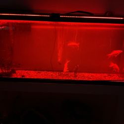 Aquarium Supplies (no Fish No Aquarium)