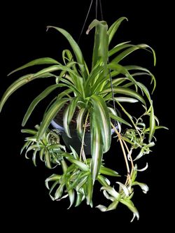 Plants For Sale All Different Prices 