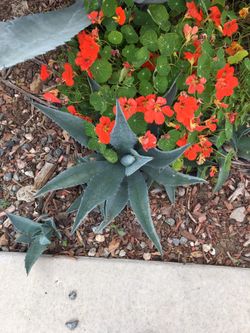 Agave Succulent Plant -