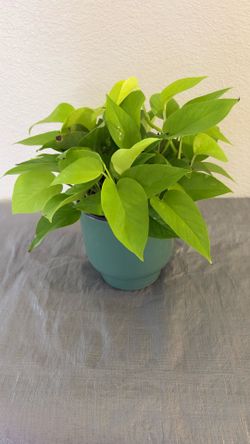 Neon Pothos