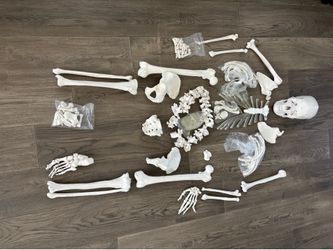 Complete Disarticulated Life-Size Human Skeleton, 3-Part Skull, Individually Separated Bones Including Articulated Hand and Foot