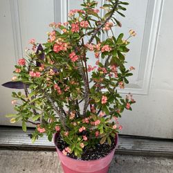Maceta Corona De Cristo 