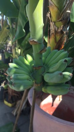 Thai banana