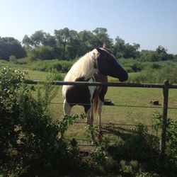 Trying Sell This Four Legged Guy