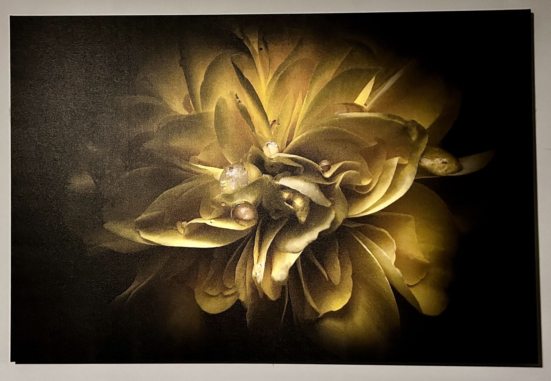 Yellow Backyard Flowers - Brian Carson - Canvas Print - Gallery Wrap