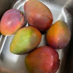 Large Mangoes 