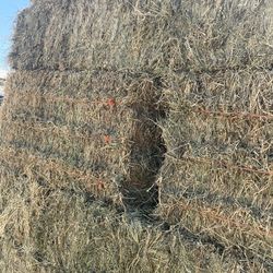 Alfalfa Hay