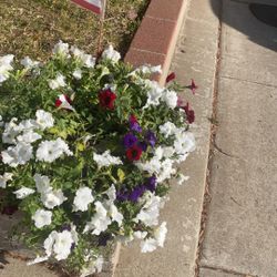 Large Pansy Arrangement 