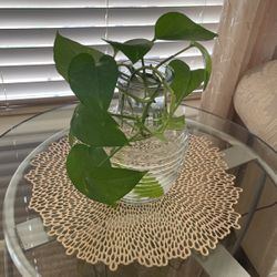 Real Beautiful Plant