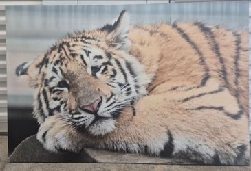48" x 32" Tiger picture