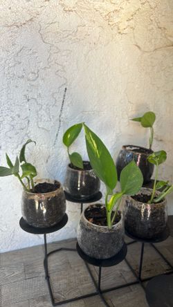 Pothos plant