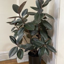 Rubber Tree