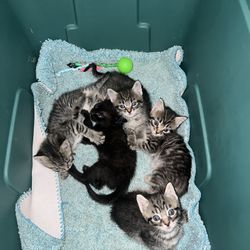 Beautiful free kittens 