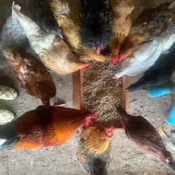 Handmade Picnic Table Feed Trough